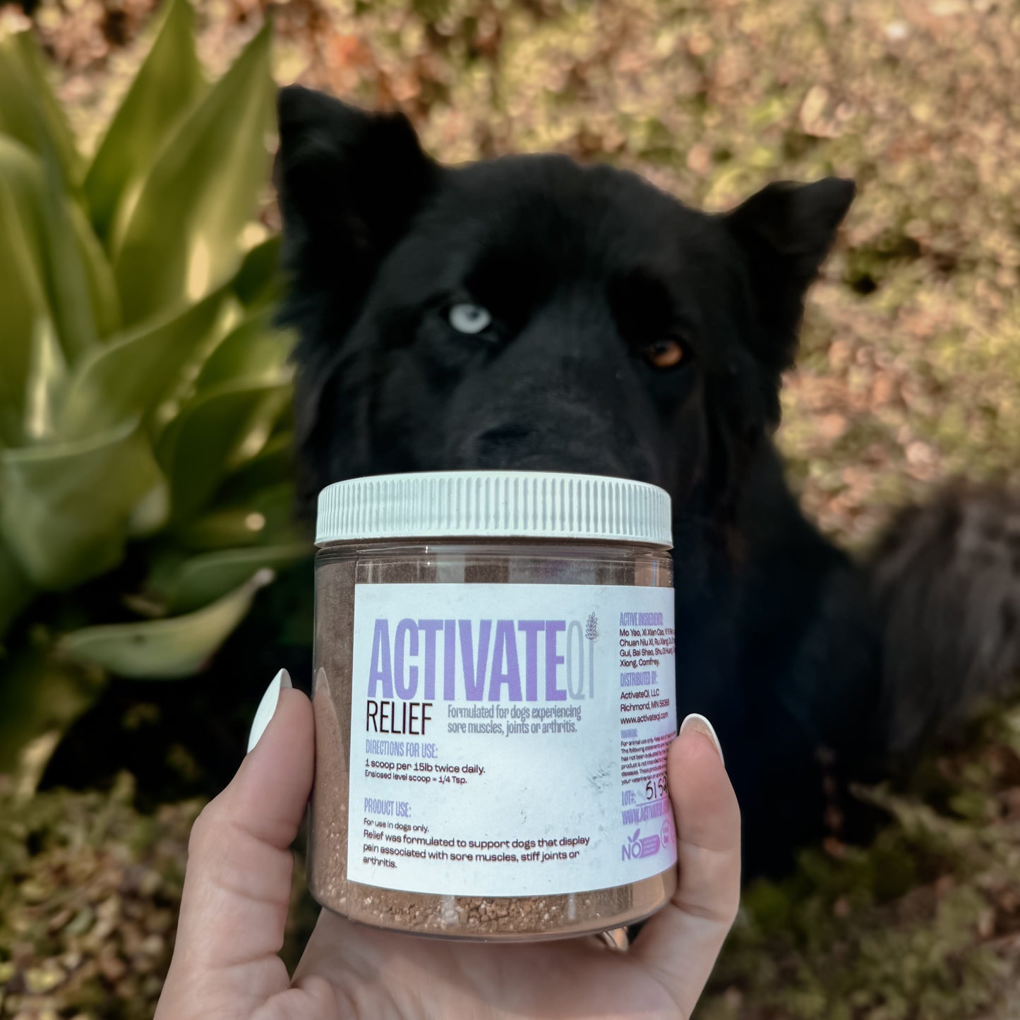 Person holding a jar labeled 'Activate!' Relief in front of a black dog outdoors.