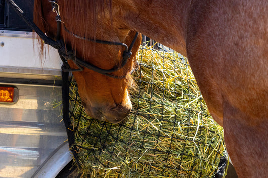 Is Your Horse A Bleeder? What Does Your Horse Eat?