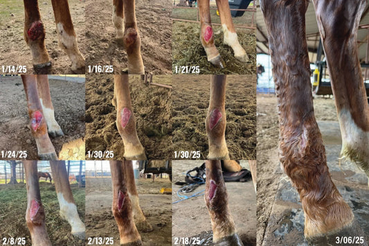 Moist Wound Healing