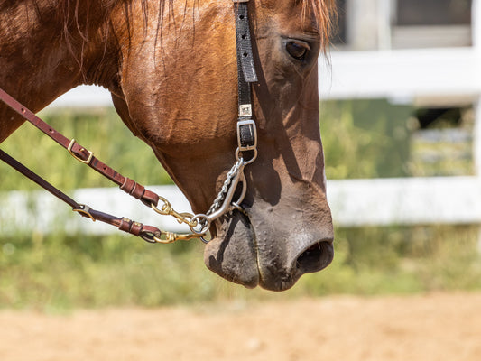 EIPH in Performance Horses