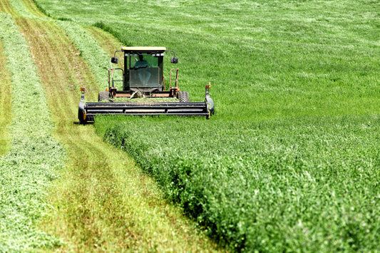 Forage First: Building an Anti-Inflammatory Diet for Your Horse