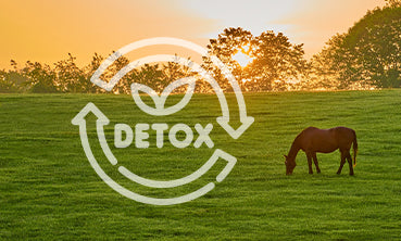 Understanding Herxheimer Reactions in Horses: A Guide to Detox Symptoms and Support