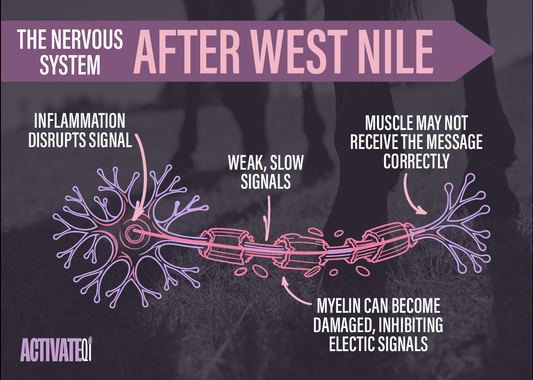 West Nile In Horses - How To Support The Nervous System