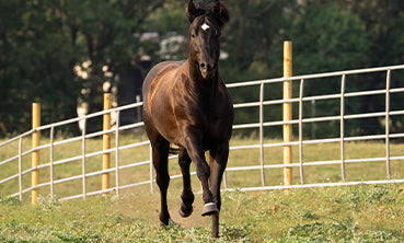 Relieving Colic Distress: Rescue Formula for Horses