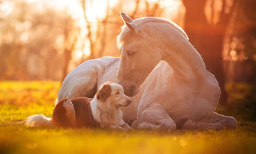 The Lungs and Emotional Balance: Supporting Grief and Vitality in Dogs and Horses