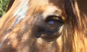 Promoting Vision and Eye Health with Revision for Horses and Dogs