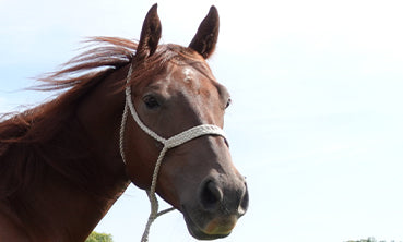 Harnessing the Power of Redemption for Equine Gut Health